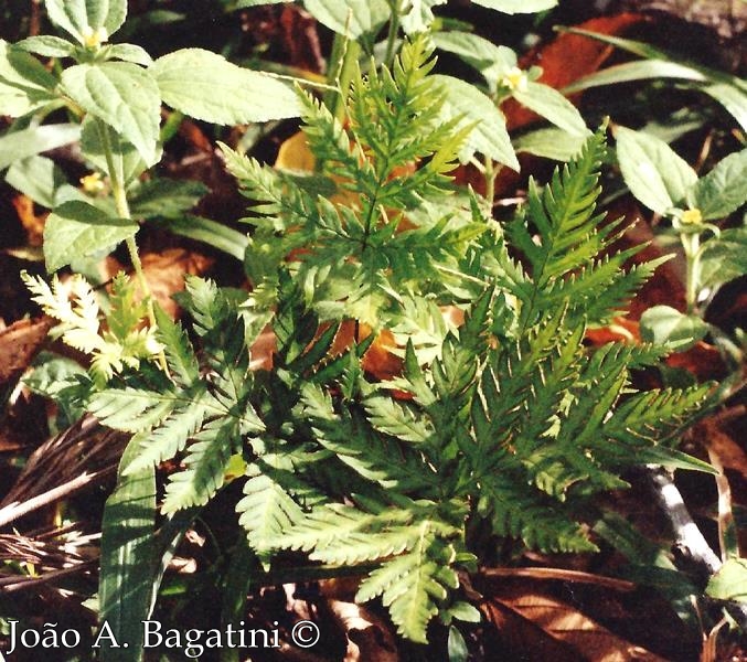 Doryopteris concolor