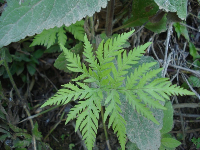 Doryopteris concolor