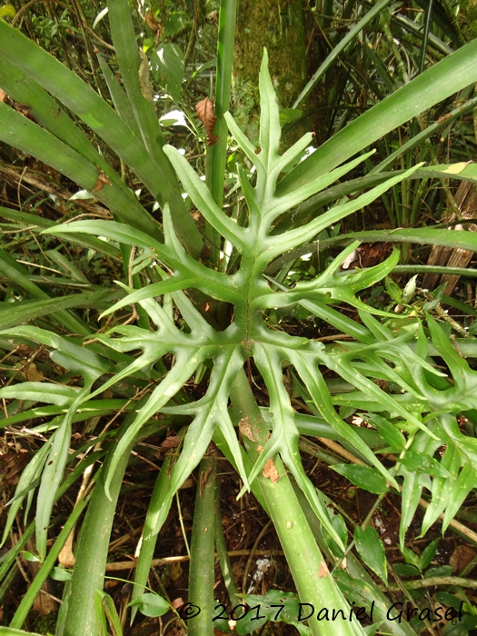 Doryopteris patula