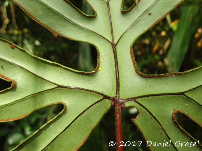 Doryopteris patula