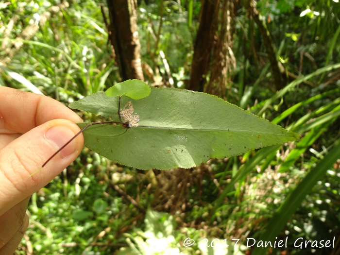 Doryopteris patula