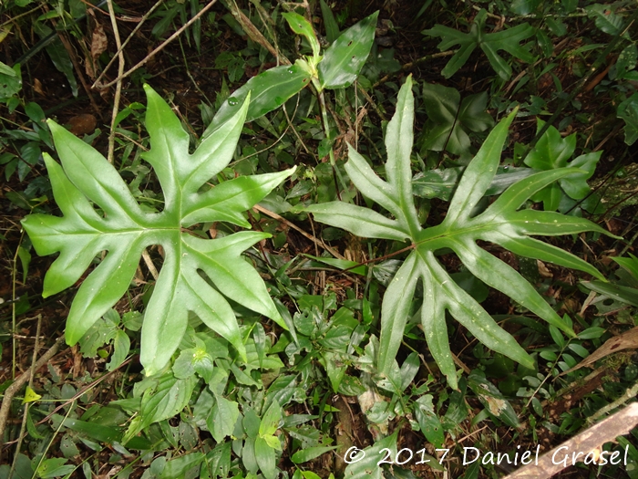 Doryopteris patula