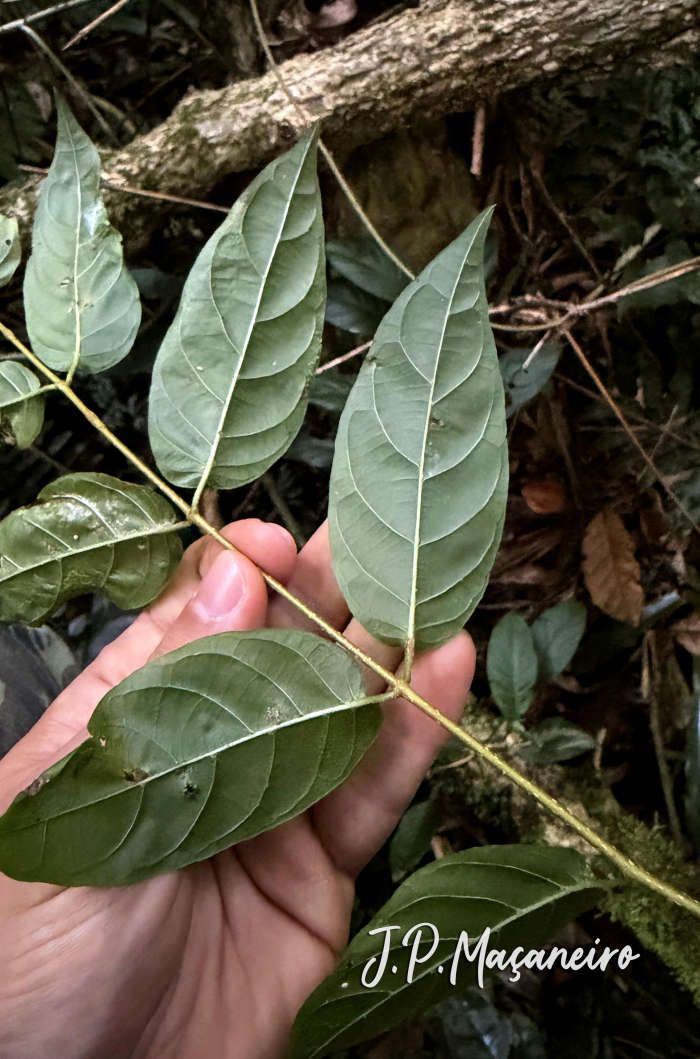 Forsteronia thyrsoidea