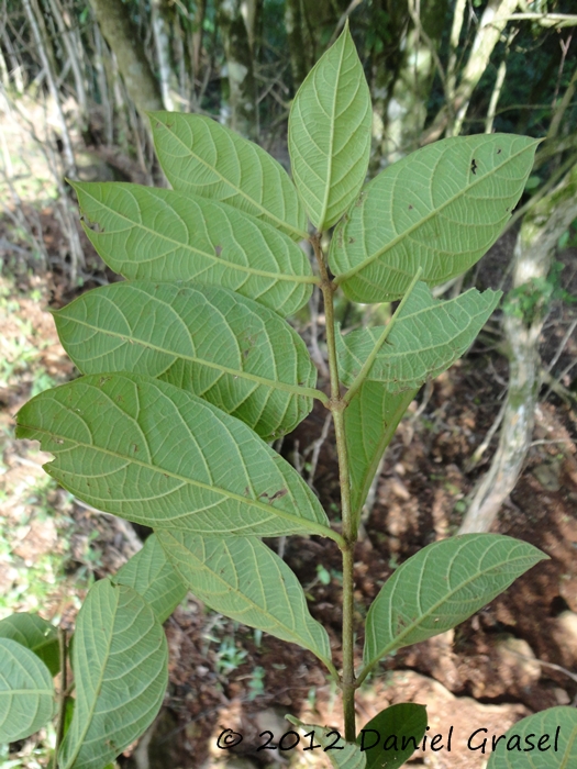 Forsteronia thyrsoidea