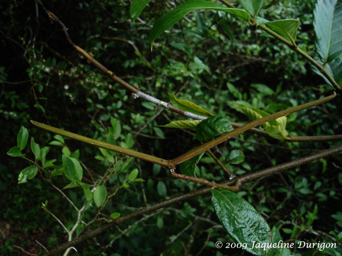 Forsteronia thyrsoidea