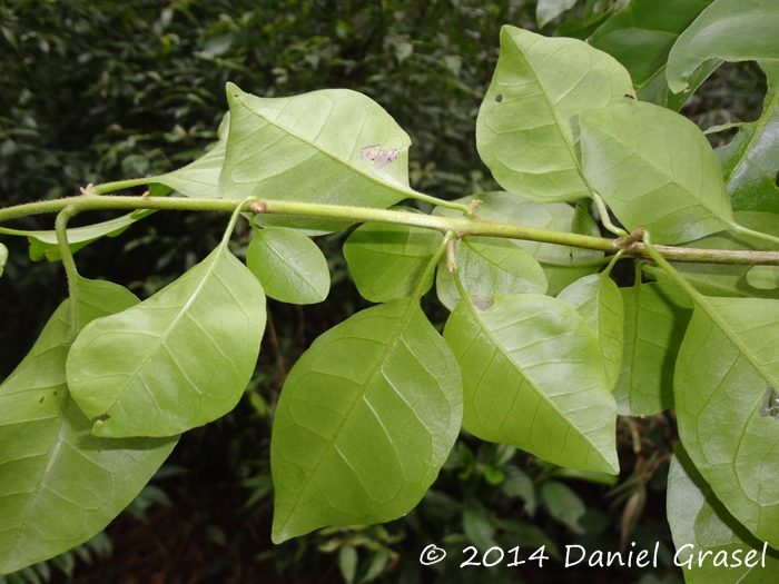 Pisonia aculeata