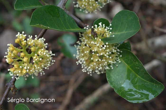 Pisonia aculeata