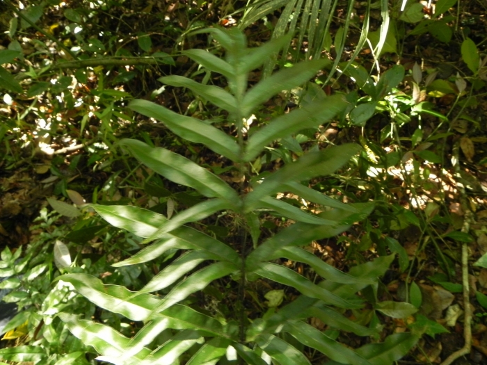 Pteris denticulata