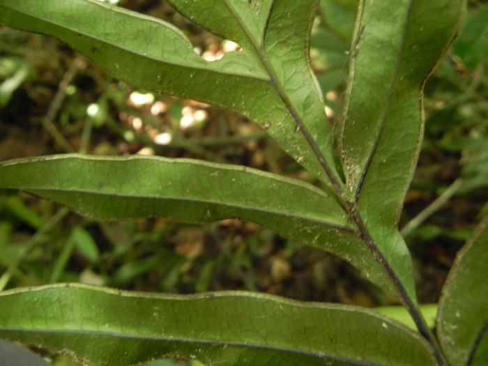 Pteris denticulata