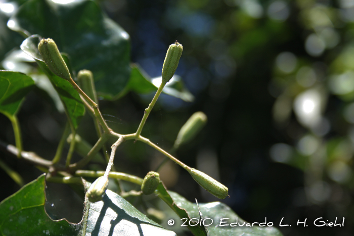 Pisonia aculeata