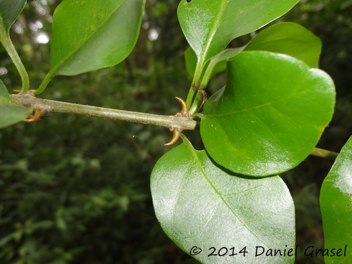 Pisonia aculeata