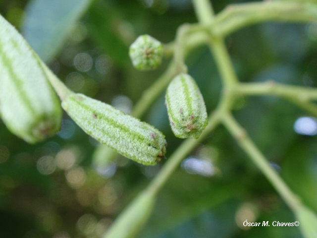 Pisonia aculeata