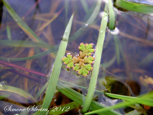 Azolla caroliniana