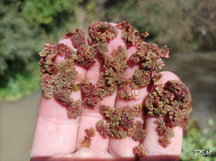 Azolla caroliniana