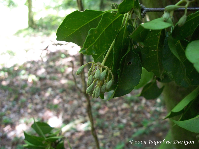 Pisonia aculeata