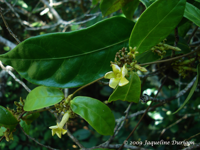 Prestonia coalita