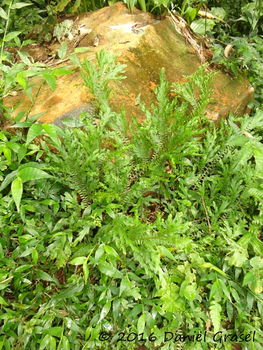 Selaginella sulcata