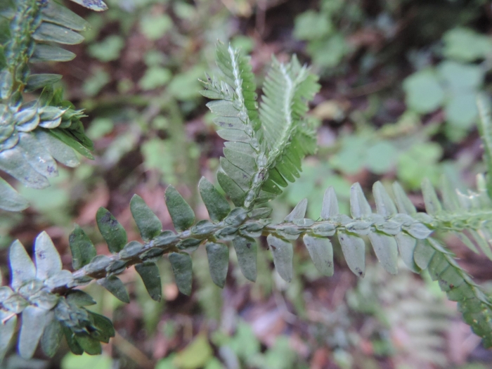 Selaginella sulcata