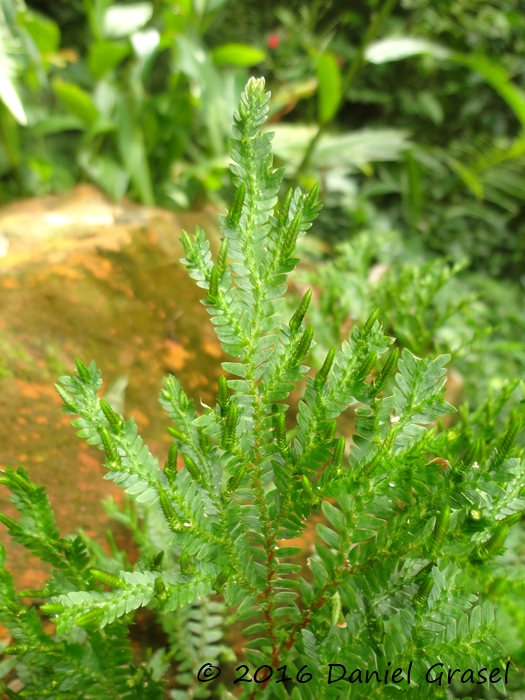 Selaginella sulcata