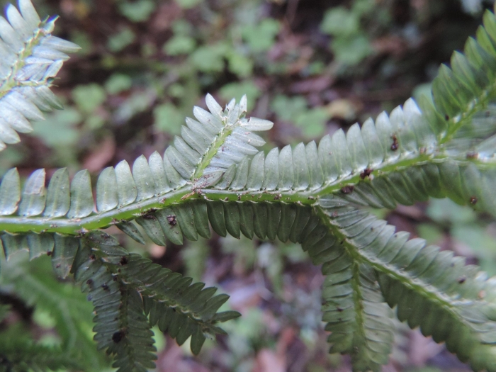 Selaginella sulcata