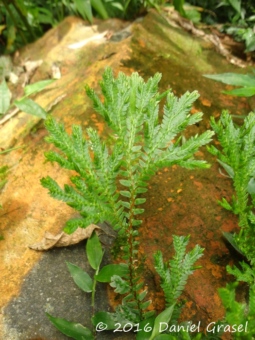 Selaginella sulcata