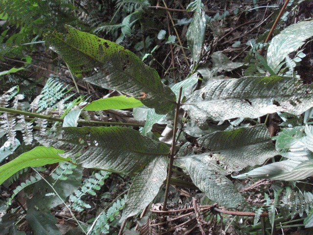 Tectaria incisa