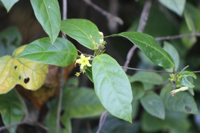 Prestonia coalita