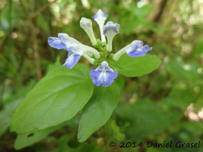 Scutellaria uliginosa