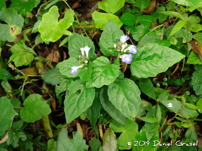 Scutellaria uliginosa