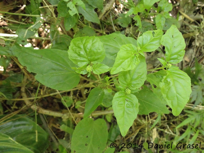 Scutellaria uliginosa