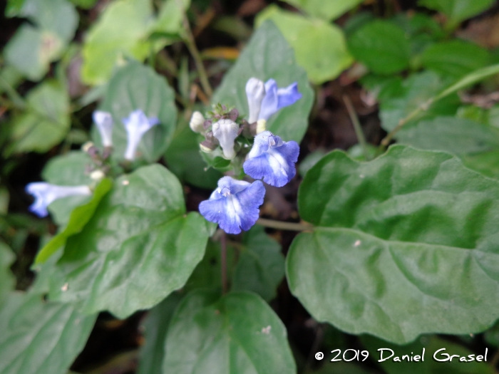 Scutellaria uliginosa