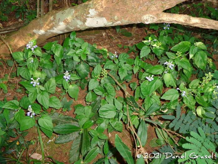 Scutellaria uliginosa