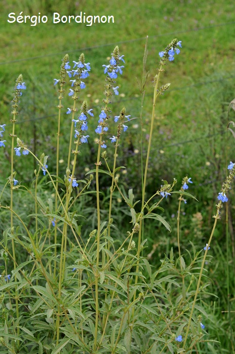 Salvia uliginosa