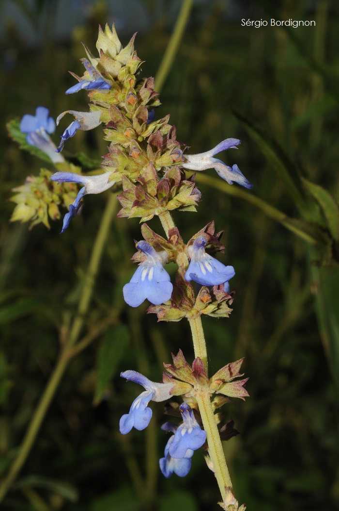 Salvia uliginosa