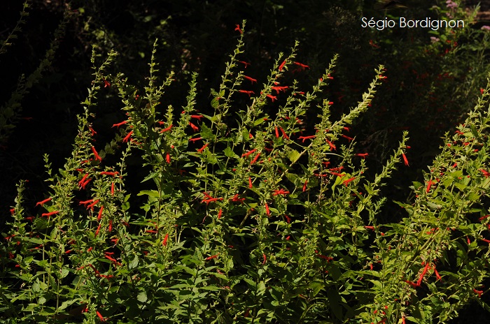 Salvia regnelliana