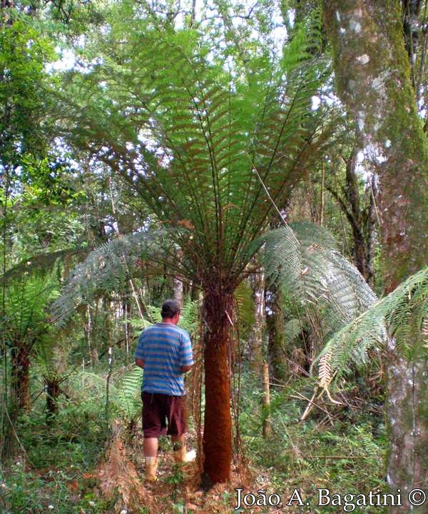 Dicksonia sellowiana