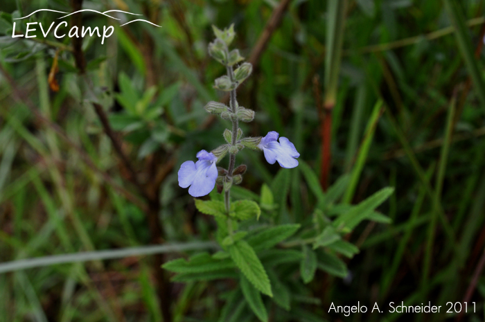 Salvia borjensis