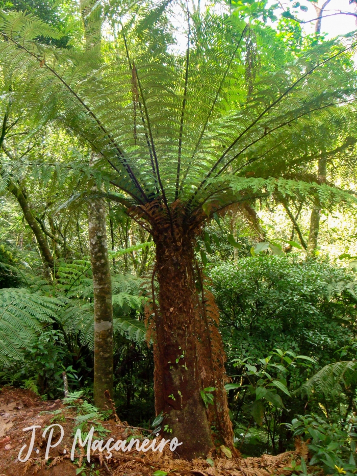 Dicksonia sellowiana