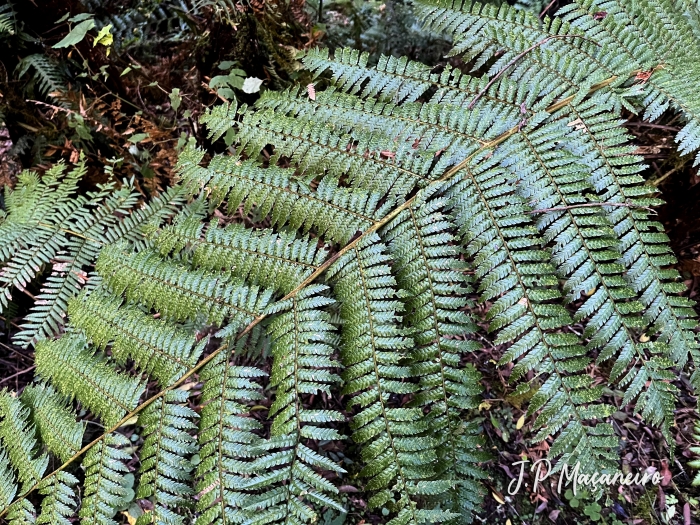 Dicksonia sellowiana