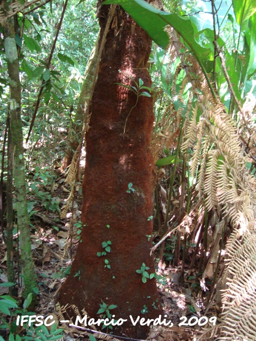 Dicksonia sellowiana