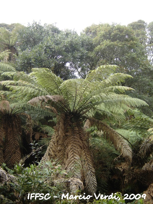 Dicksonia sellowiana