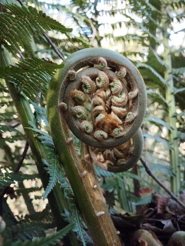 Dicksonia sellowiana