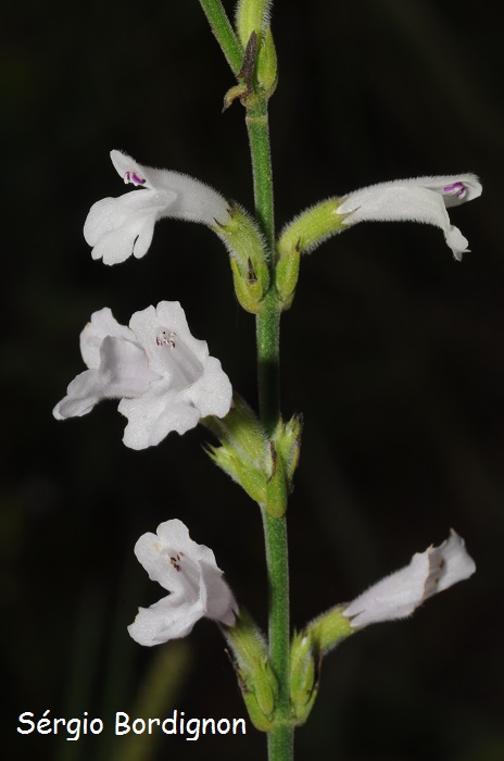 Rhabdocaulon gracile