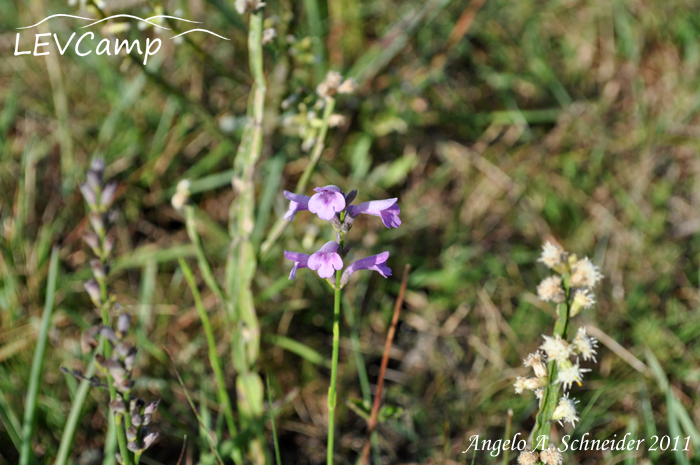 Rhabdocaulon gracile