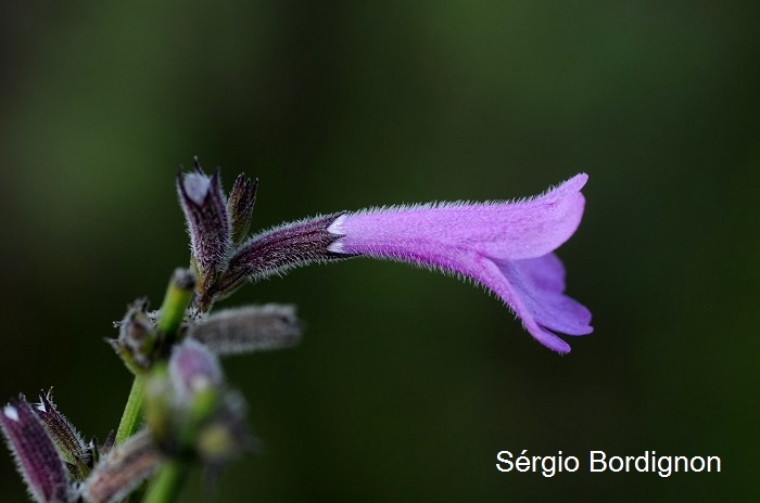 Rhabdocaulon gracile