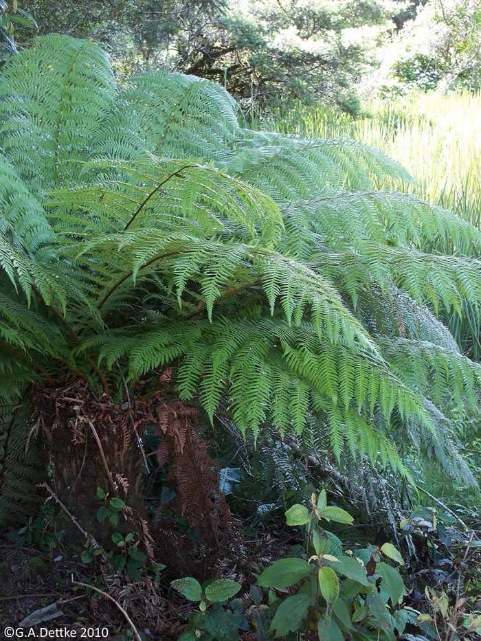 Dicksonia sellowiana