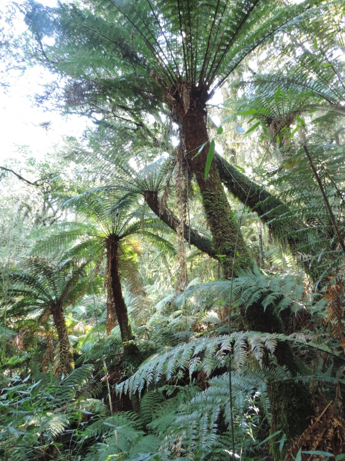 Dicksonia sellowiana