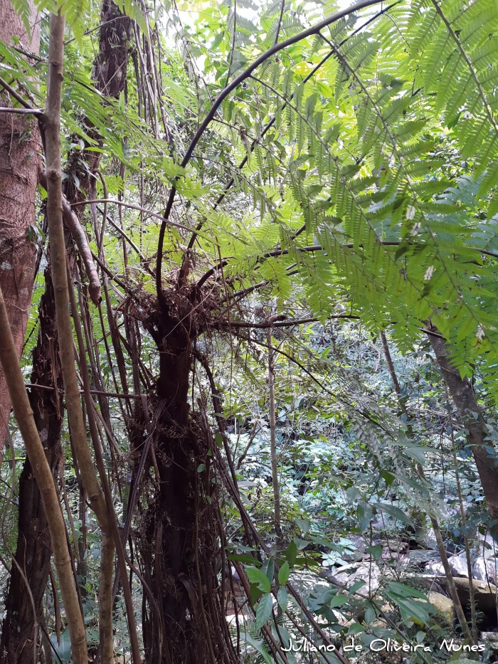 Dicksonia sellowiana