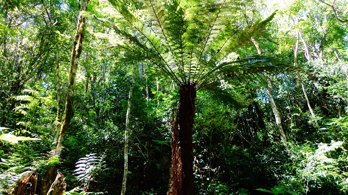 Dicksonia sellowiana