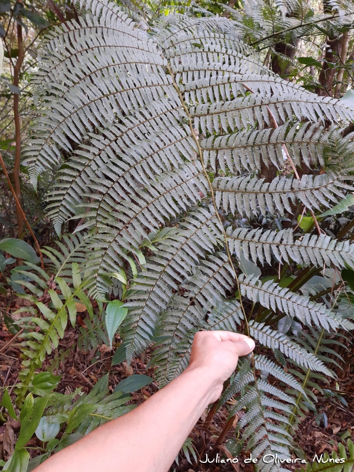 Dicksonia sellowiana